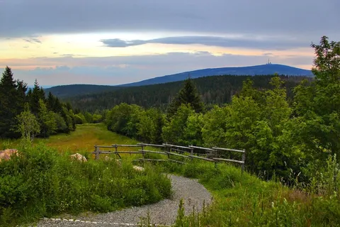 Fichtenwald im Morgennebel im Harz